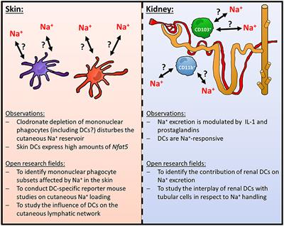 Interplay of Na+ Balance and Immunobiology of Dendritic Cells